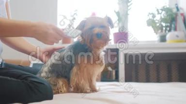 女人在刷牙。 狗<strong>搞笑视频</strong>。 女孩梳一点毛茸茸的狗生活方式宠物护理。 使用梳子的女人